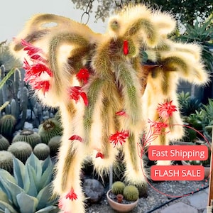 May include: A hanging Hildewintera colademononis cactus with long, trailing, golden-yellow hairy stems and multiple vibrant red flowers blooming throughout. The plant is suspended in a container, showcasing its soft, shaggy texture and bright floral accents.