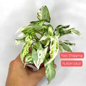 Syngonium Starlite Plant | Syngonium Starlite Starter Plants | House Plants Live for Beginner | Rare Arrowhead Plants | Plant Gifts