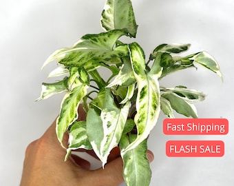 Syngonium Starlite Plant | Syngonium Starlite Starter Plants | House Plants Live for Beginner | Rare Arrowhead Plants | Plant Gifts