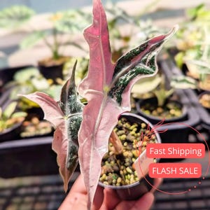 Variegated Alocasia Pink Nobilis - Etsy