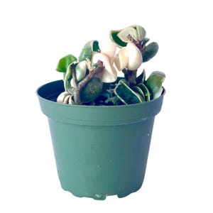 Puede incluir: Una planta Hoya carnosa compacta con hojas variegadas que presentan tonos verde oscuro, verde claro y blanco crema, plantada en una maceta de vivero de pl&aacute;stico verde oscuro con un borde ancho y una base ligeramente c&oacute;nica.
