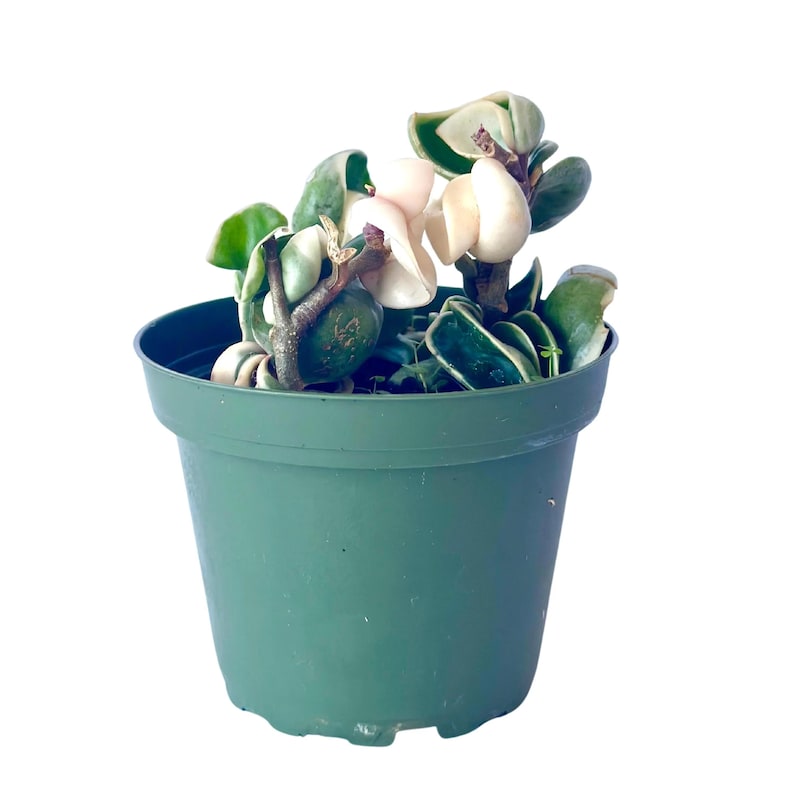 Puede incluir: Una planta Hoya carnosa compacta con hojas variegadas que presentan tonos verde oscuro, verde claro y blanco crema, plantada en una maceta de vivero de pl&aacute;stico verde oscuro con un borde ancho y una base ligeramente c&oacute;nica.