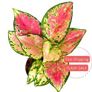 Aglaonema Pink Beauty Plant Large | Aglaonema Pink Beauty Starter Plants | Beautiful Aglaonema Plants | House Plants Gifts | Houseplants