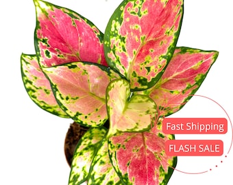 Aglaonema Pink Beauty Plant Large | Aglaonema Pink Beauty Starter Plants | Beautiful Aglaonema Plants | House Plants Gifts | Houseplants