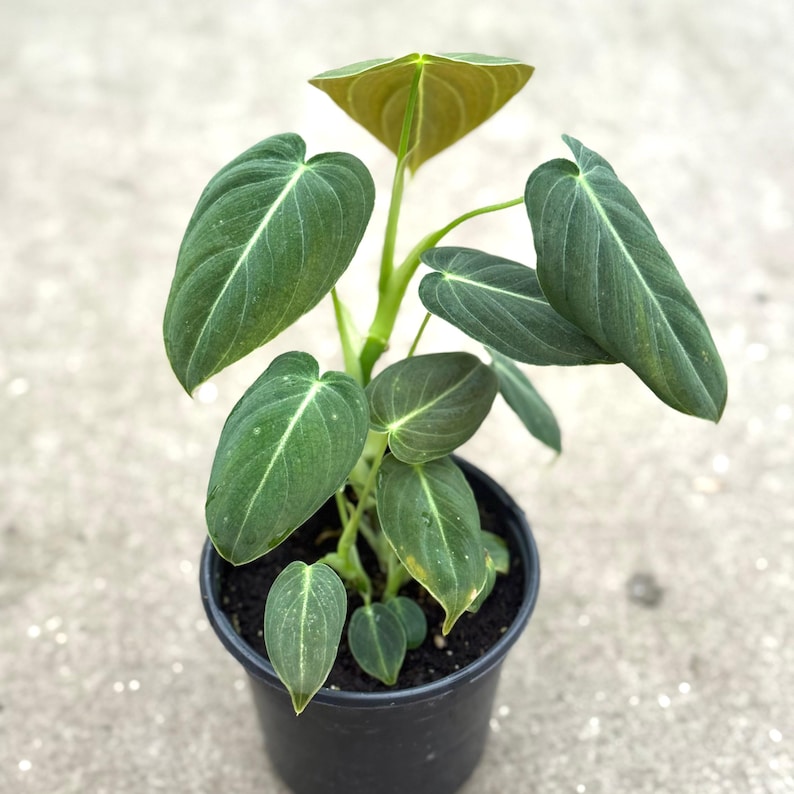 May include: A potted Philodendron plant with large, dark green leaves featuring prominent white veins. The plant has a central stem and is housed in a black plastic pot. The leaves have a velvety texture, and the plant is set against a neutral background.