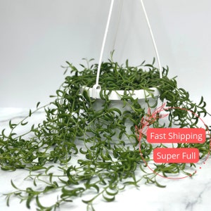 String of Bananas Plant 6&quot; | Senecio Radicans | Banana Succulent | Plants | Trailing Succulents | Hanging Succulent | Long Succulent |