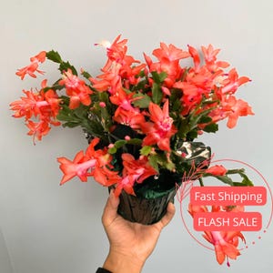 Holiday Cactus Live Plant | Christmas Cactus with Bloom Buds Indoor Home Decor |  House Plants and Succulents with Flowers | Plant Gifts