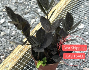 silvery ann pothos Satin Pothos