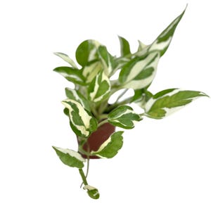 Puede incluir: Una planta en maceta con hojas variegadas en tonos verdes y blancos. La planta est&aacute; creciendo en una maceta marr&oacute;n y tiene enredaderas colgantes.