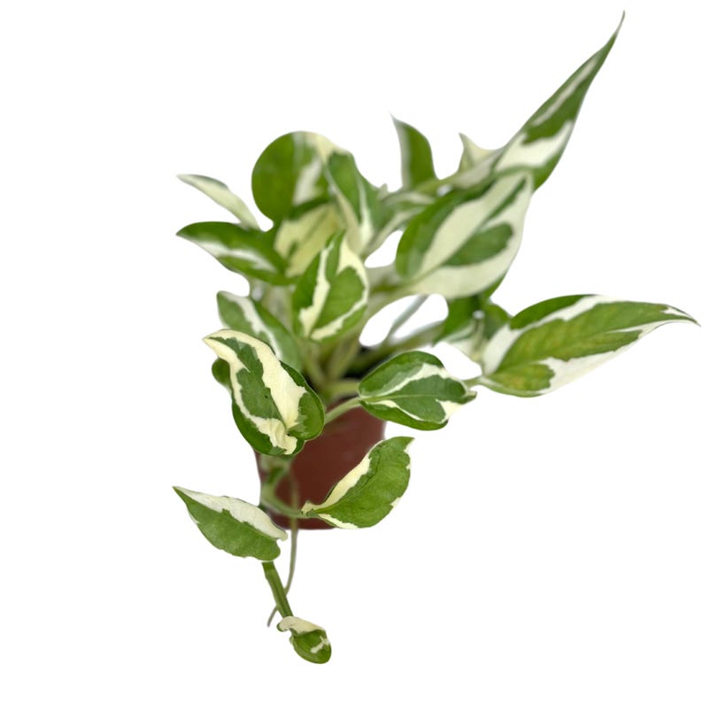Puede incluir: Una planta en maceta con hojas variegadas en tonos verdes y blancos. La planta est&aacute; creciendo en una maceta marr&oacute;n y tiene enredaderas colgantes.
