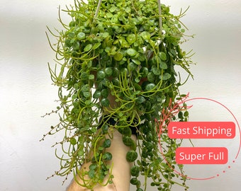 String of Turtles Succulent Plants | Peperomia Prostrata | Turtle Peperomia Trailing | Starter Plant for Gift | Beginner Pet Safe Houseplant