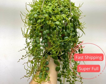 String of Turtles | Peperomia Prostrata | String of Turtles Plant | Turtle Peperomia | Nontoxic Plant | Pet Safe Houseplant | Long Trailing