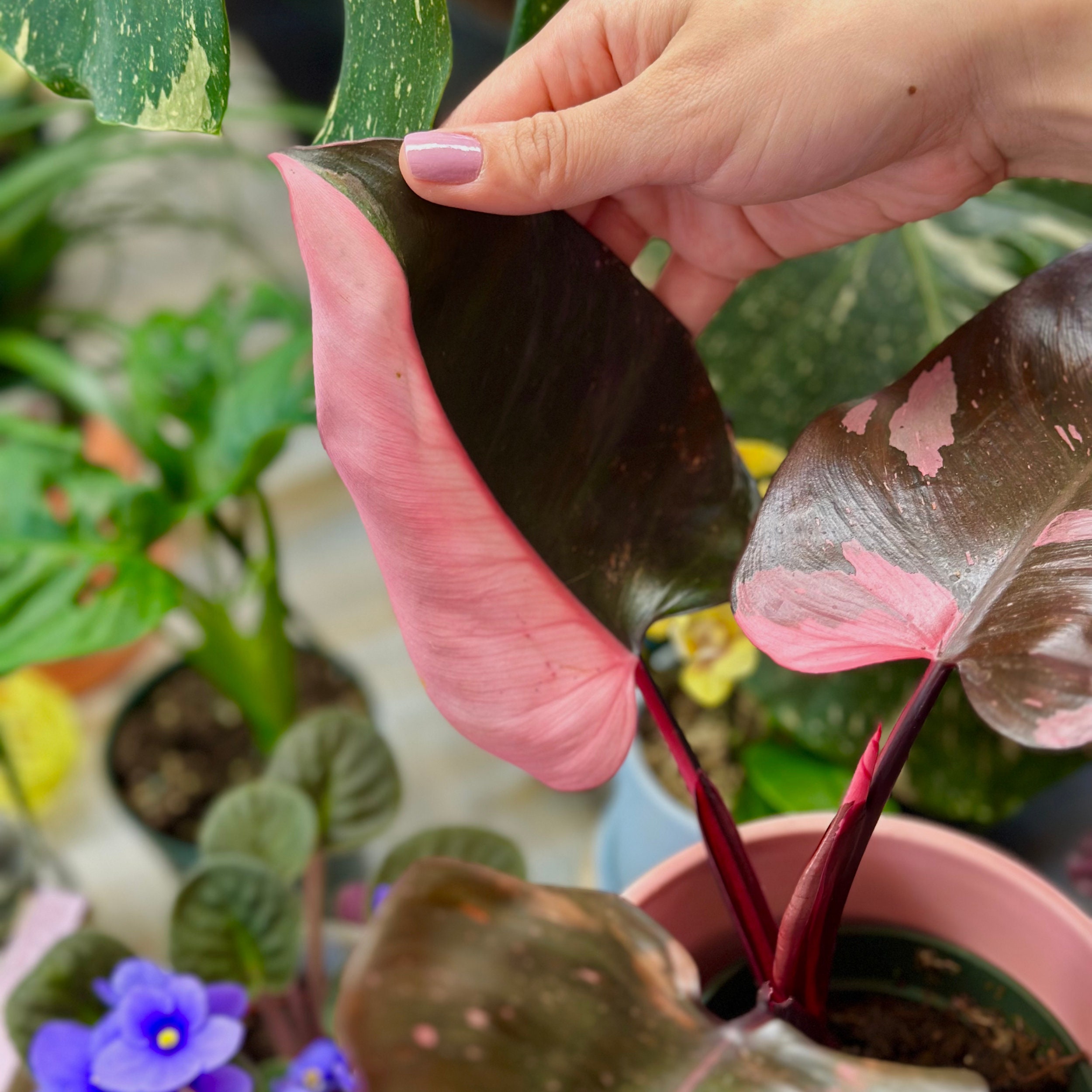 Duży Filodendron Pink Princess | Filodendron Black Cherry