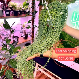 String of Pearls | Long Senecio Rowleyanus | Hanging String of Pearls Plant | String of Pearls Succulent | Drought Tolerant | Sun