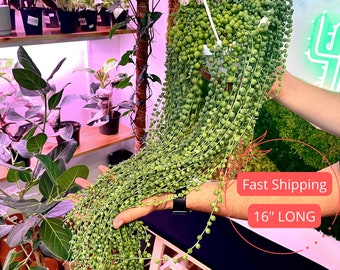 String of Pearls | Long Senecio Rowleyanus | Hanging String of Pearls Plant | String of Pearls Succulent | Drought Tolerant | Sun