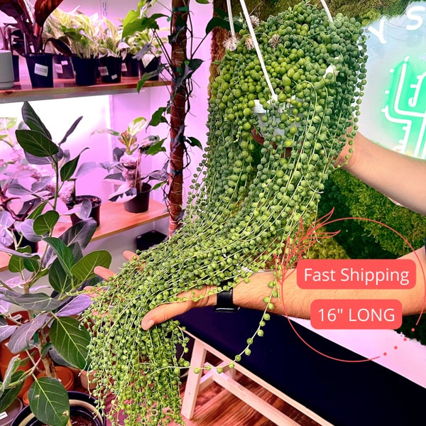 String of Pearls | Long Senecio Rowleyanus | Hanging String of Pearls Plant | String of Pearls Succulent | Drought Tolerant | Sun