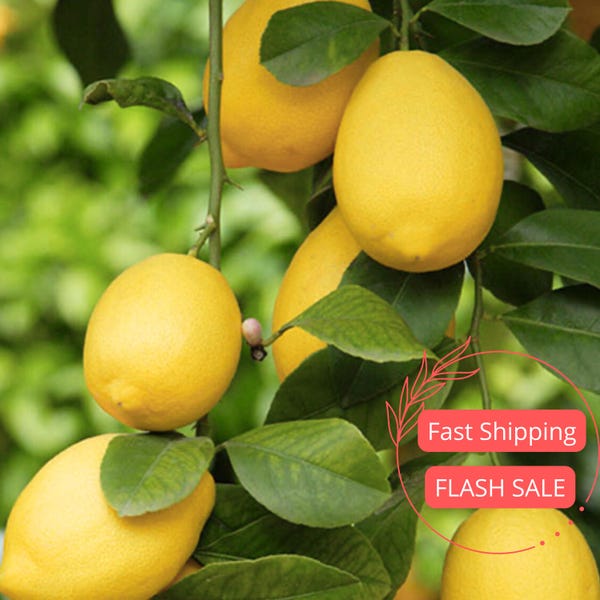 Può includere: Primo piano di un ramo di limone con diversi limoni gialli maturi e foglie verdi. I limoni sono di forma ovale e hanno la buccia liscia. Le foglie sono di un verde intenso, con uno sfondo sfocato.