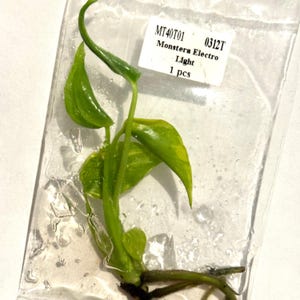 May include: A cutting of a Monstera Electro Light plant in a clear plastic bag. The plant has vibrant green leaves with yellow variegation. A white label displays the plant's name and the quantity, 1 pc.