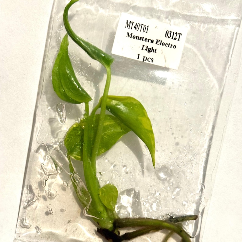 May include: A cutting of a Monstera Electro Light plant in a clear plastic bag. The plant has vibrant green leaves with yellow variegation. A white label displays the plant's name and the quantity, 1 pc.