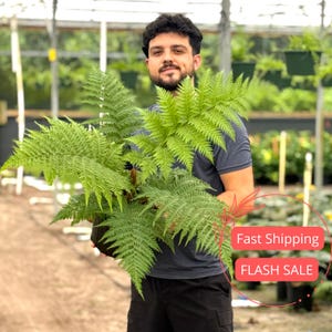 May include: A lush, vibrant green fern plant with delicate, feathery fronds extending outward from a central base. The plant is held in a dark, textured container, showcasing its intricate leaf structure and bright, natural coloration.