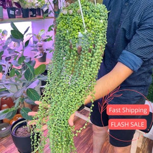 May include: A hanging plant with long, cascading stems of small, round, green leaves, resembling beads. The plant is suspended from a white hanging pot. Other potted plants are visible in the background, suggesting a plant shop or home decor setting.
