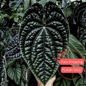 Anthurium Magnificum Silver - Etsy