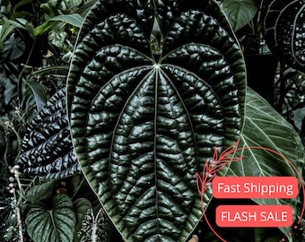 Anthurium Luxurians Dark Form Large - Etsy