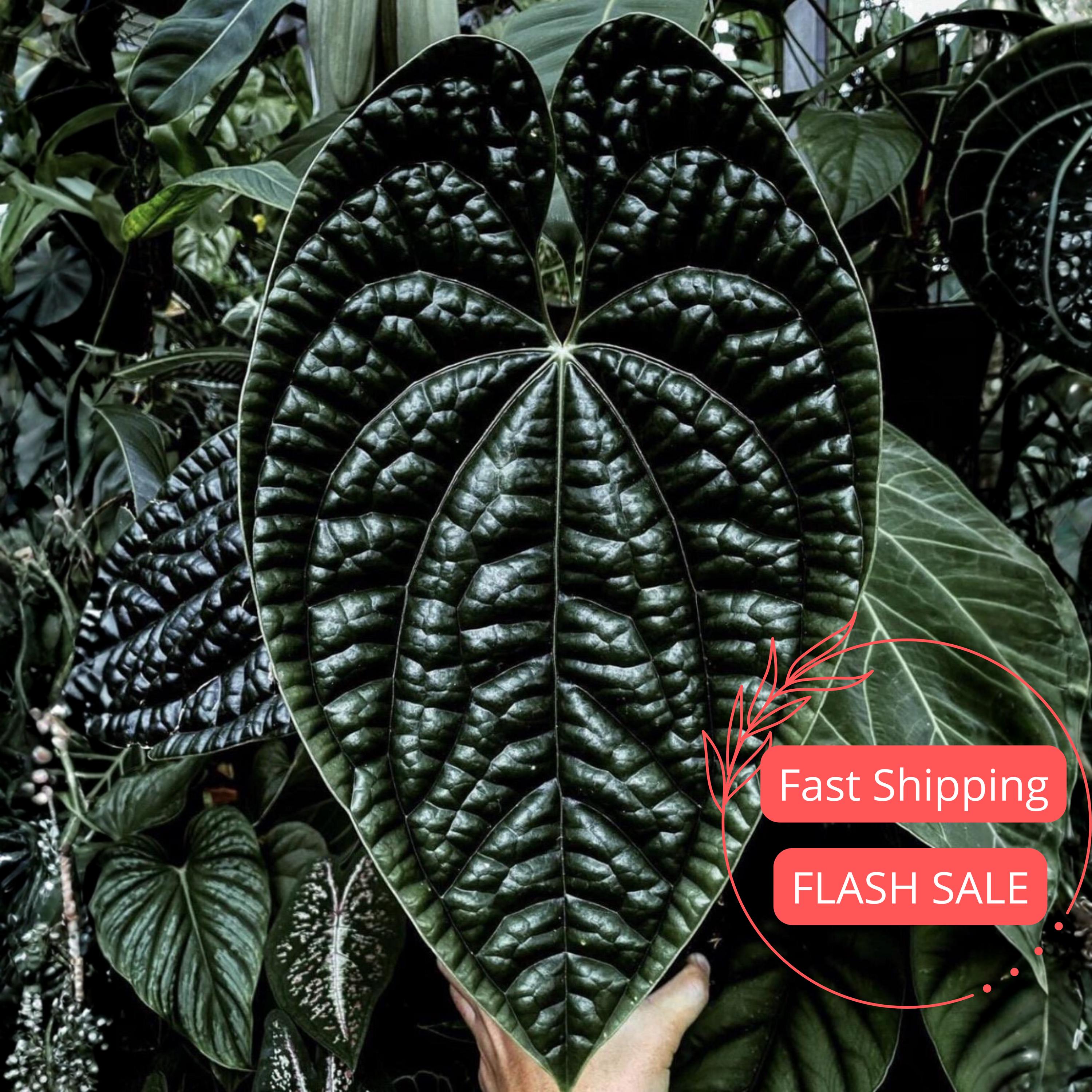 Anthurium Luxurians X Magnificum - Etsy