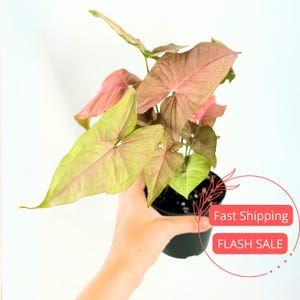 Syngonium Pink Perfection Live Plant | Pink Syngonium Starter Plants | House Plants for Beginner | Rare Variegated Arrowhead Plant Gifts