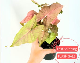 Syngonium Pink Perfection Live Plant | Pink Syngonium Starter Plants | House Plants for Beginner | Rare Variegated Arrowhead Plant Gifts