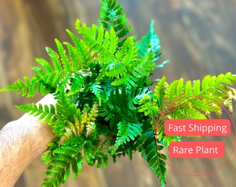 Autumn Fern Large | Autumn Fern Starter Plant | Fern Plant for Beginners | Indoor Houseplants | Low Maintenance Plants | Outdoor Plants