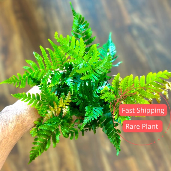 Autumn Fern Large | Autumn Fern Starter Plant | Fern Plant for Beginners | Indoor Houseplants | Low Maintenance Plants | Outdoor Plants