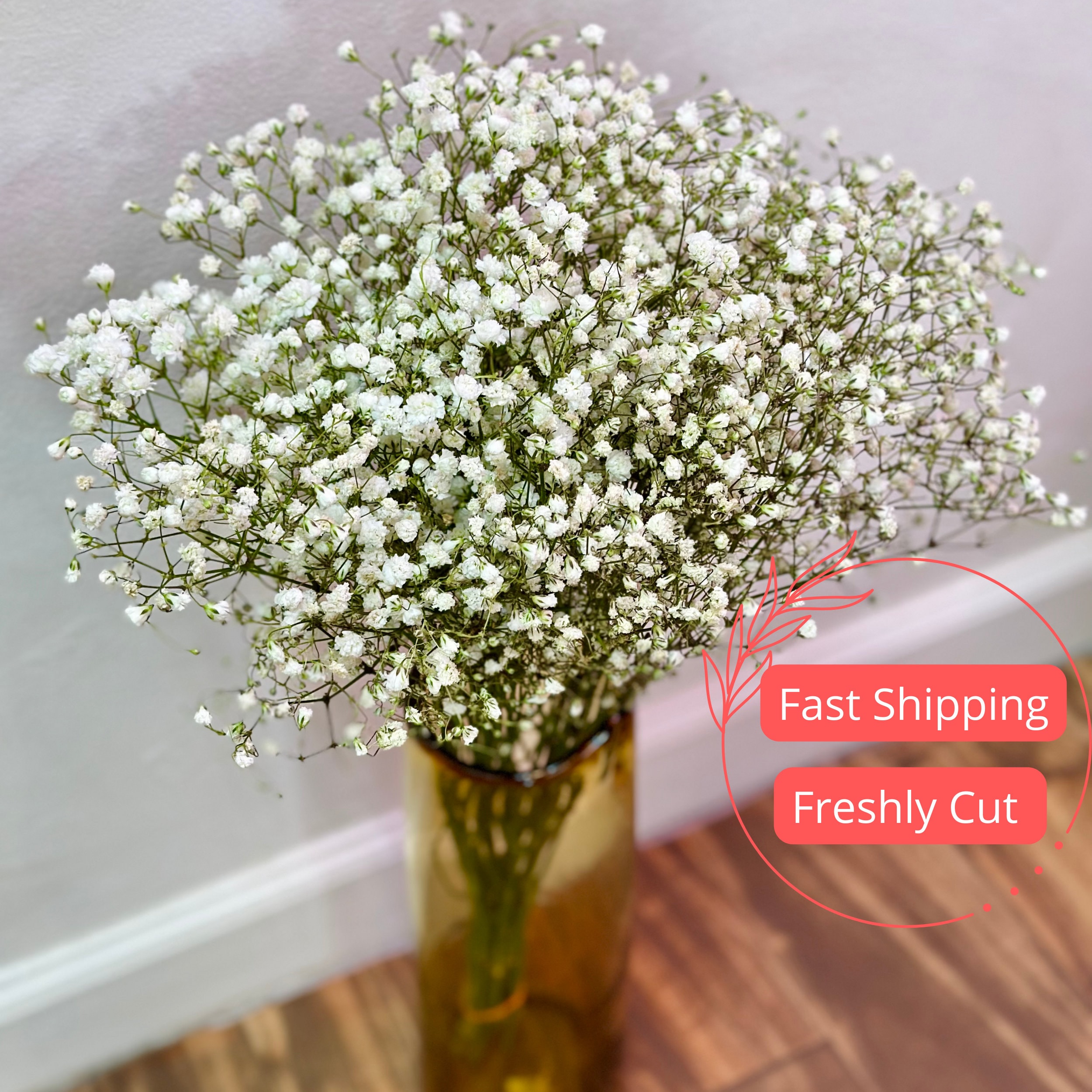 Wholesale Baby's Breath - Million Star White / 8 Bunches