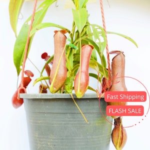 Nepenthes Alata Large | Nepenthes Alata Starter Plant | Rare Nepenthes Live Plant | Indoor Pitcher Plant Gift | Carnivorous Plants