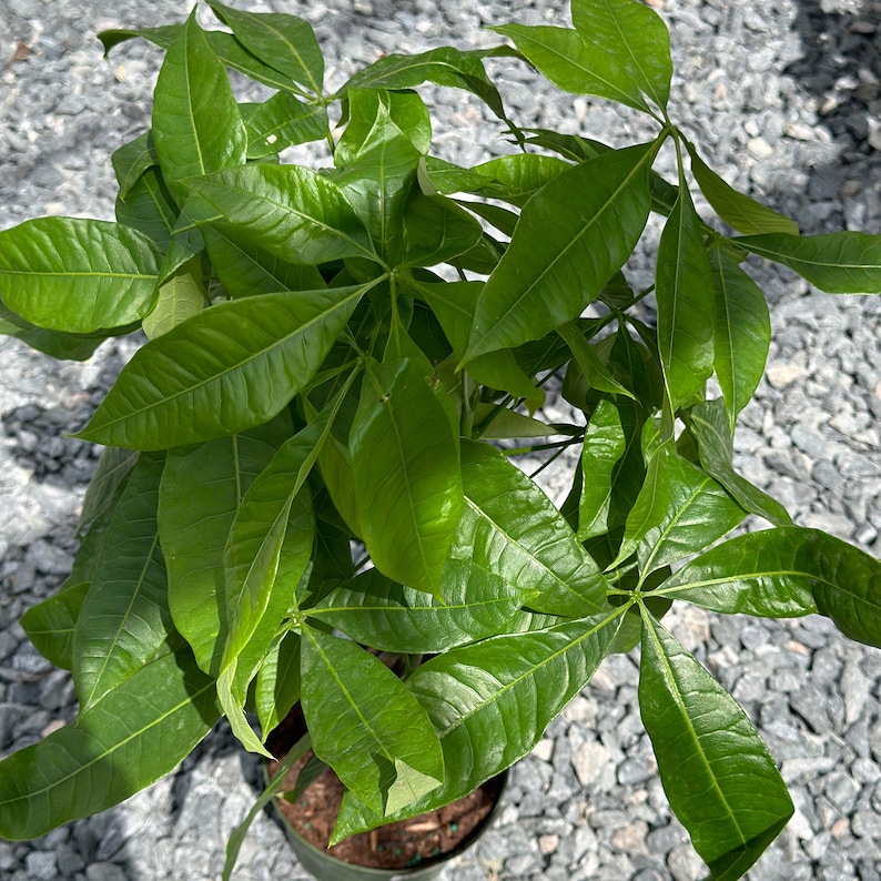 Money Tree Plant - Thumbnail 2