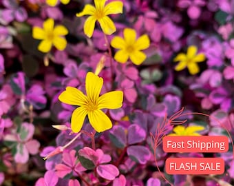 Oxalis Plum Crazy Live Plants | Variegated Shamrock Plant | Oxalis Bulbs Fully Rooted | Triangularis Purple and Pink Clovers | Lover Gift