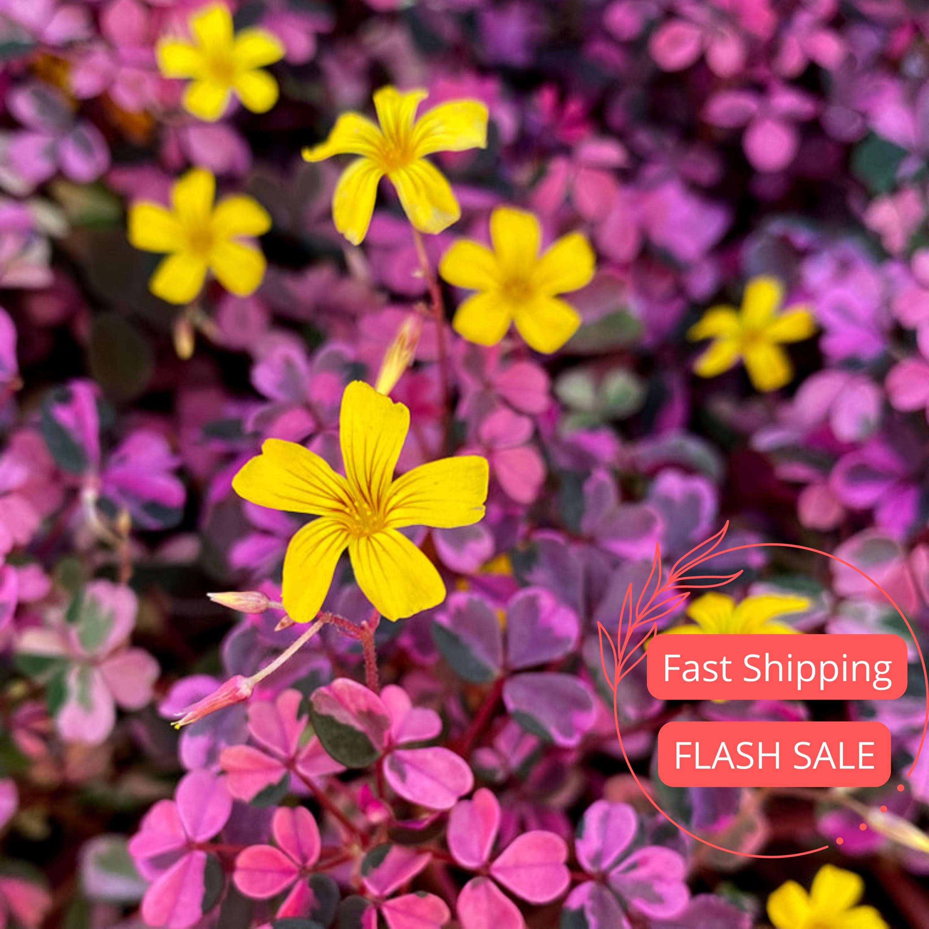 Oxalis Plum Crazy Live Plants | Variegated Shamrock Plant | Oxalis