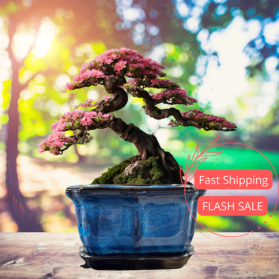 Bonsai Planter: Master the Art of Miniature Trees