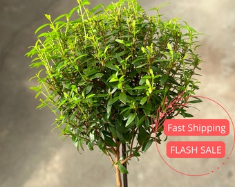 Myrtle Topiary Live Plant Large | Myrtle Bonsai Tree Live Plant | Topiary Plants for Indoor and Outdoor | Houseplants Gifts | Indoor Plants