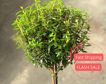 Myrtle Topiary Live Plant Large | Myrtle Bonsai Tree Live Plant | Topiary Plants for Indoor and Outdoor | Houseplants Gifts | Indoor Plants