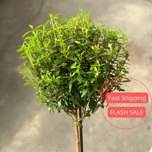 Myrtle Topiary Live Plant Large | Myrtle Bonsai Tree Live Plant | Topiary Plants for Indoor and Outdoor | Houseplants Gifts | Indoor Plants