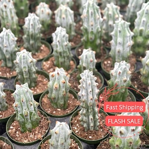 May include: A collection of columnar cacti in small green pots. The cacti have a light green color with a white, powdery coating. The image shows a close-up view of the plants, with many in focus.