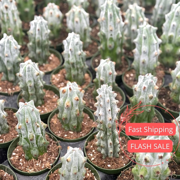 Ghost White Boobie Cactus Live Plant | Rare Cacti Cuttings | Indoor Plants Home Decor | Succulent House Houseplant for Outdoor Gardens Gifts