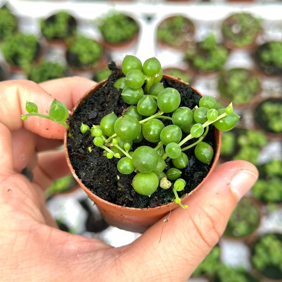 String of Pearls Long Senecio Rowleyanus Hanging String of Pearls Plant  String of Pearls Succulent Drought Tolerant Sun 