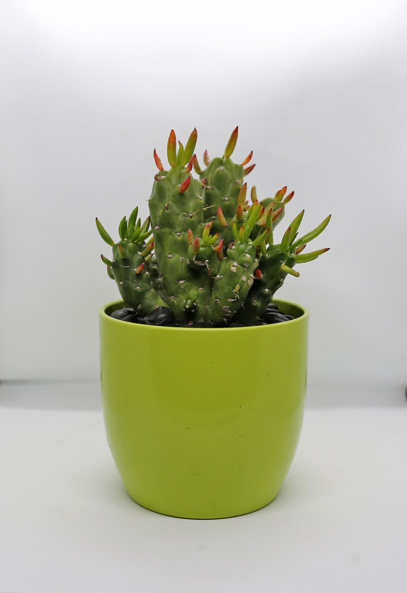 Eve\u2019s Pin Cactus in Green Ceramic Planter