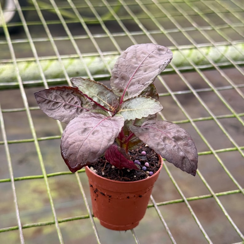 Puede incluir: Una peque&ntilde;a planta en maceta con hojas grandes y texturizadas en tonos morados y verdes. La planta est&aacute; en una maceta de pl&aacute;stico marr&oacute;n, sobre un fondo de rejilla met&aacute;lica. Las hojas tienen venas prominentes.