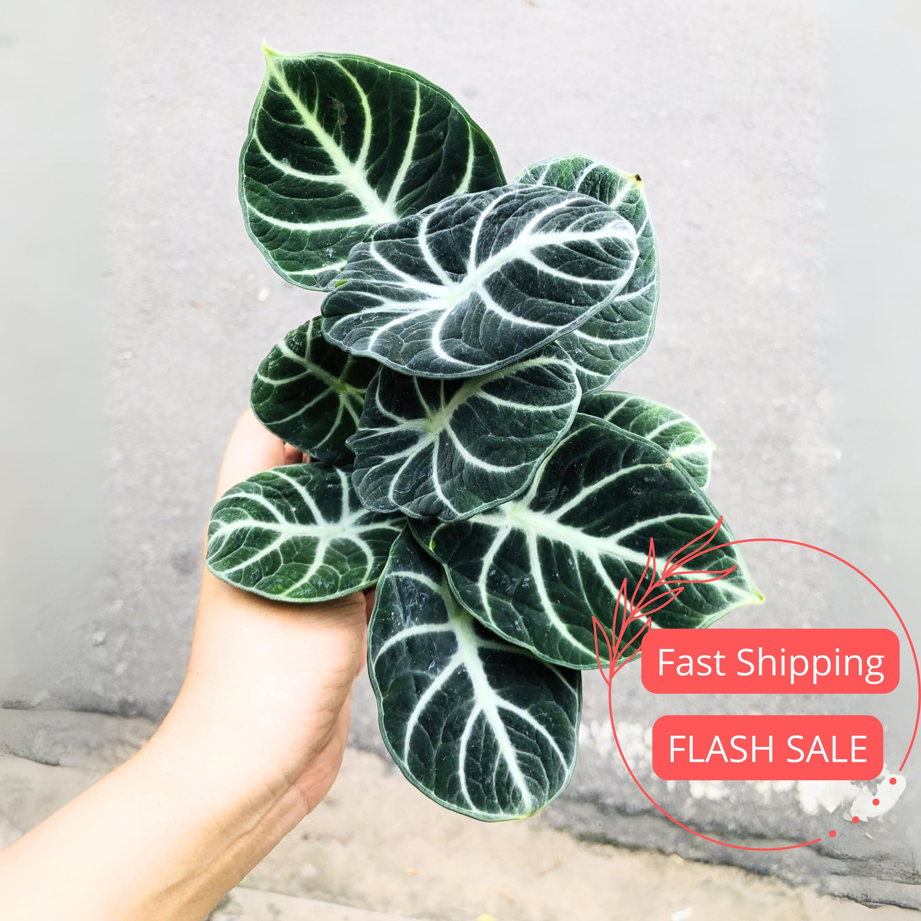 Alocasia Ninja Live Plant SALE | Alocasia Ninja Corm Rooted