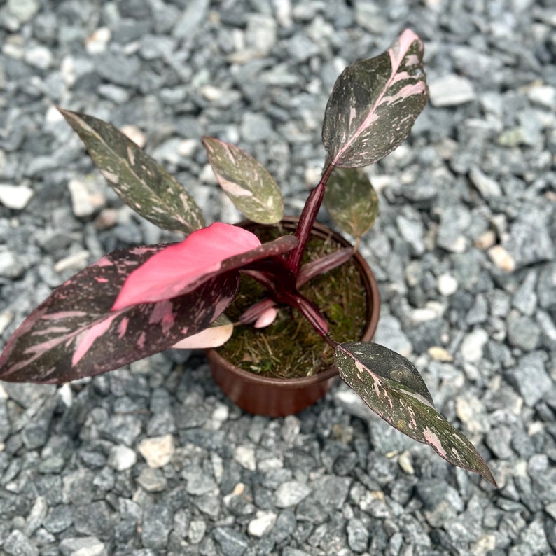 NYCitySucculents Philodendron Pink Princess Marble - Thumbnail 3