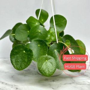 Pilea Peperomioides | Pilea Plant | Peperomia Pilea Peperomioides Plant | Pancake Plant | Chinese Money Plant | Pet Safe Plants | Plants