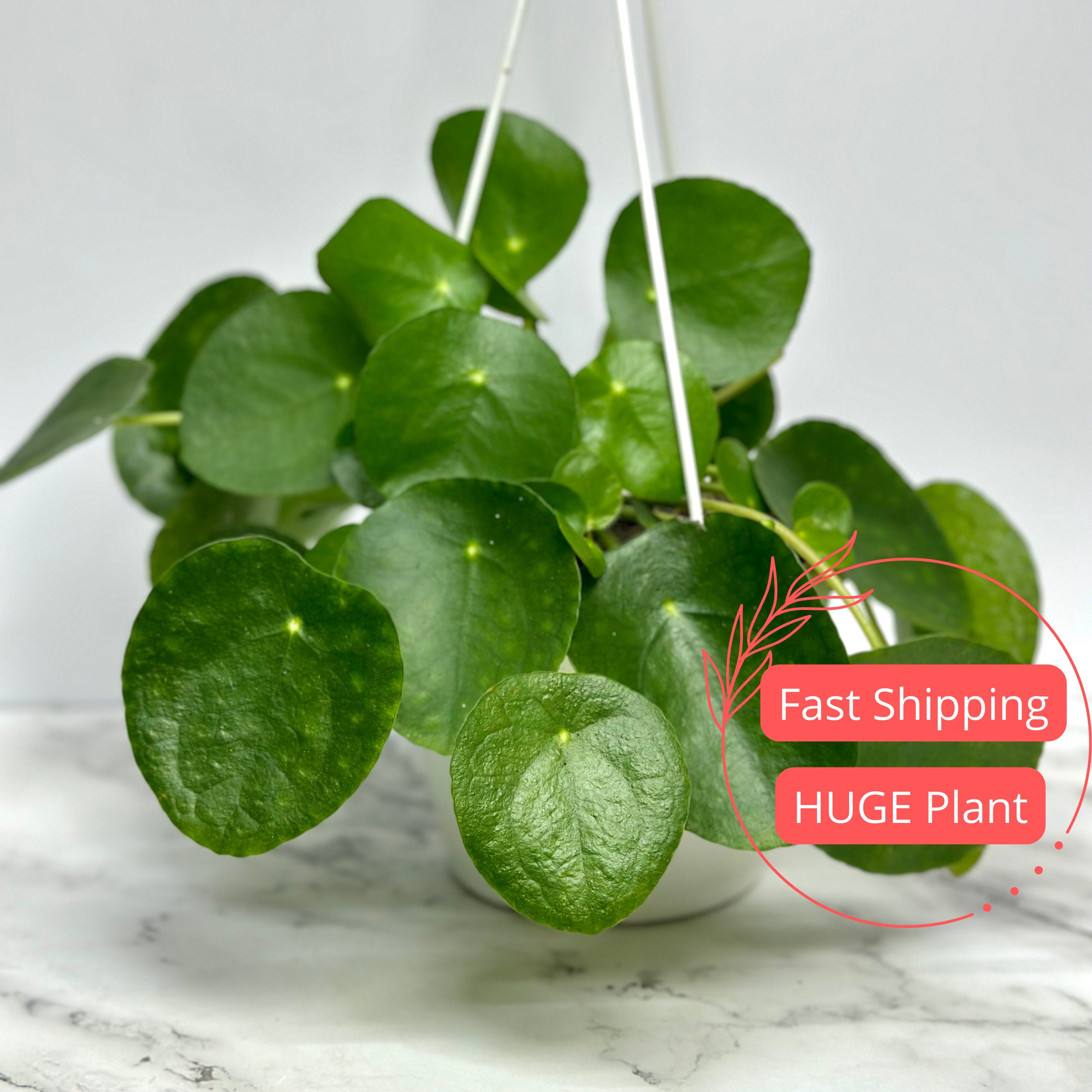 Chinese Money Plant Pins and Buttons for Sale